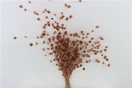 <h4>Dried Wheep Bamboo Copper Bunch Slv</h4>