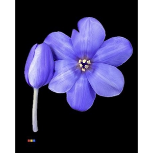 Tulp Lilac