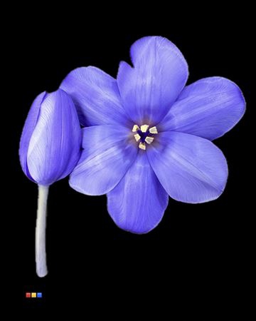 <h4>Tulp Lilac</h4>