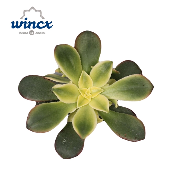 Aeonium kiwi cutflower wincx-8cm