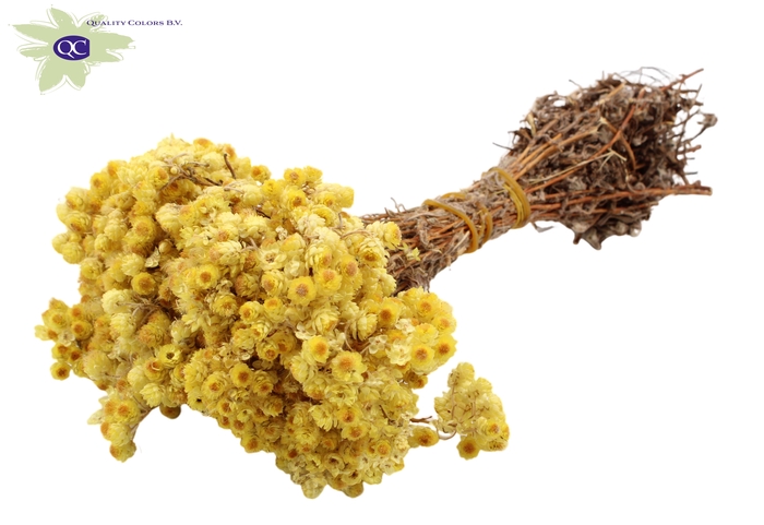 <h4>Immortelle per bunch natural</h4>