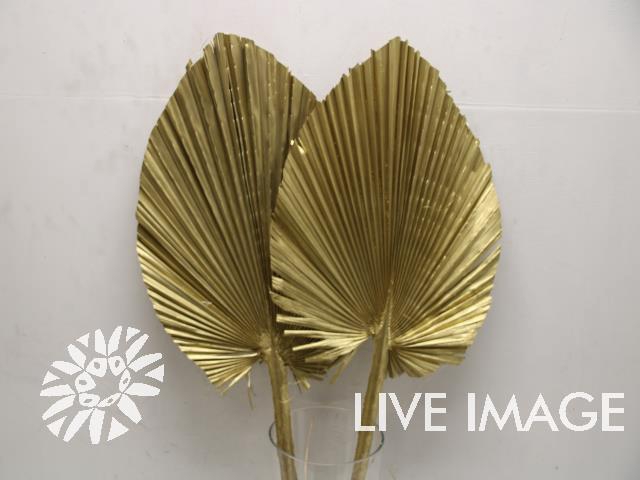 <h4>Dried palm kingspear gold</h4>