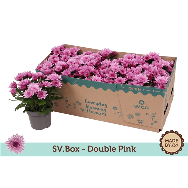 <h4>Chrysant Double Pink in SV.Box</h4>