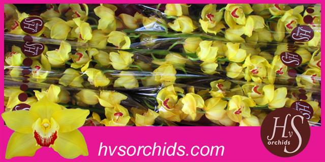 <h4>Cymbidium yellow mimosa</h4>