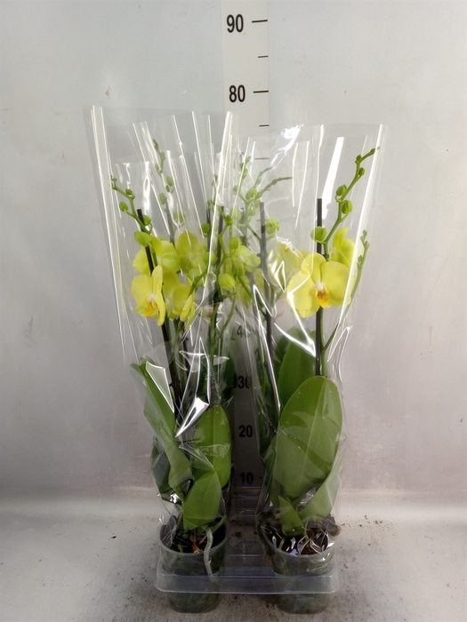<h4>Phalaenopsis  'Ant Ferrara'</h4>