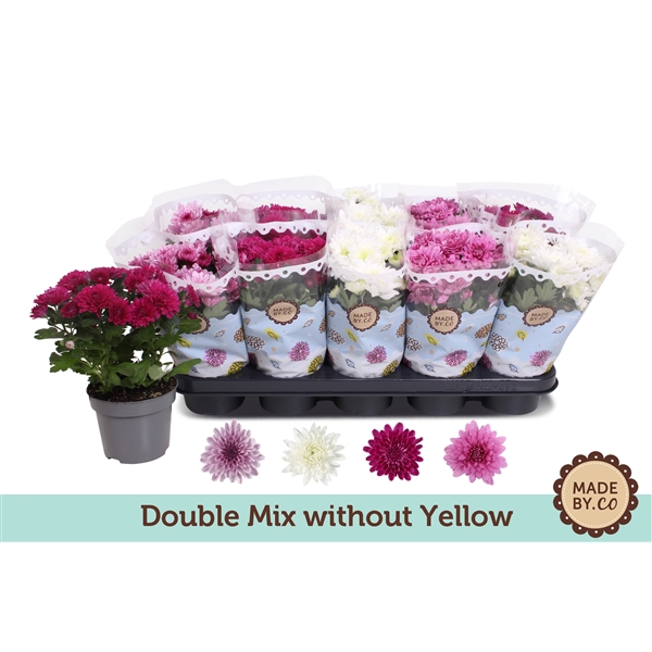 <h4>Chrysant Double mix without yellow</h4>
