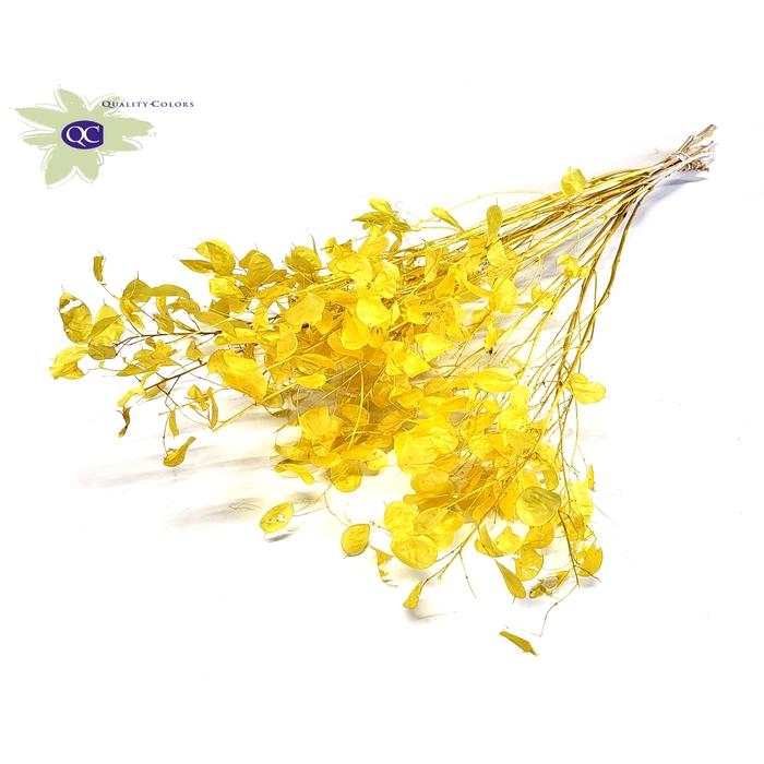 <h4>Lunaria ± 80cm per bunch in poly Yellow</h4>