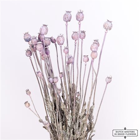 <h4>Dried Papaver X5 Frosted Milka Bunch Slv</h4>