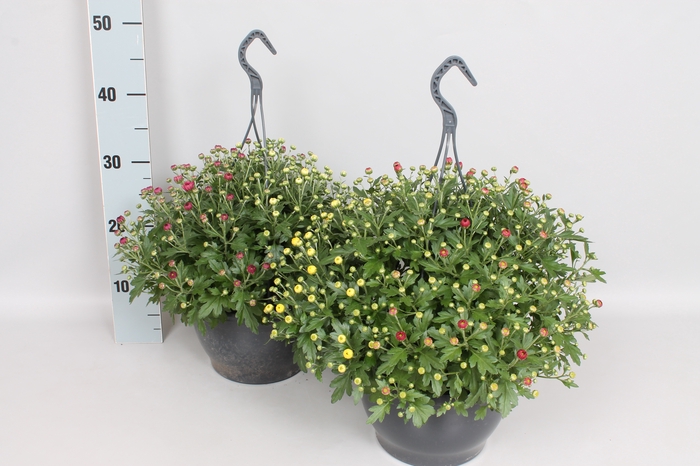 Hangpot 23 cm Chrysanthemum gardenmum  Trio