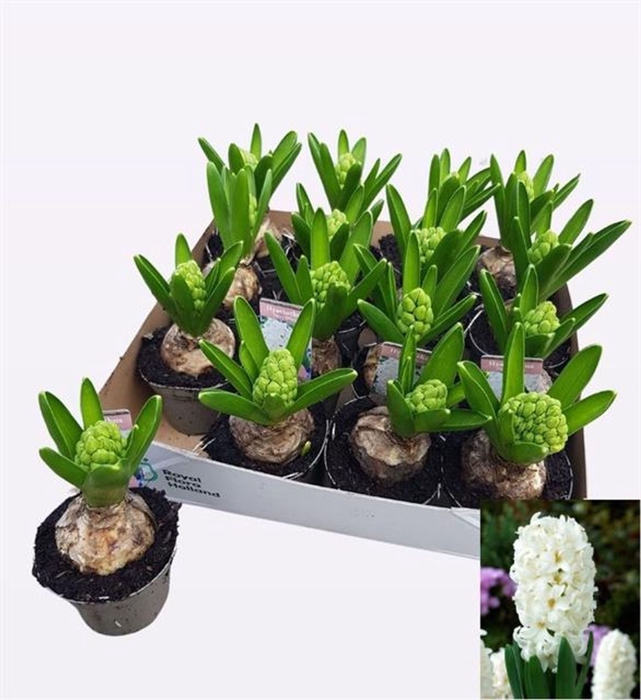 <h4>Hyacinthus orie. Fairy White</h4>