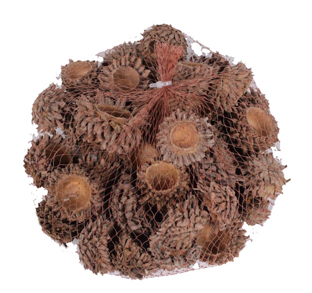 Acorn Cones 500gram in net natural 
