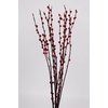 Pussy Willow 60cm Red