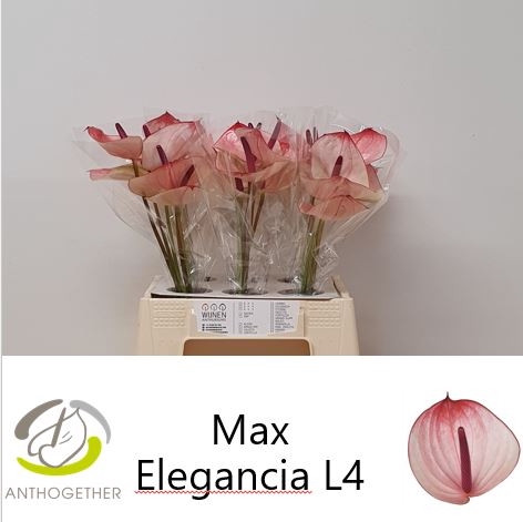<h4>Anthurium maxima elegance</h4>