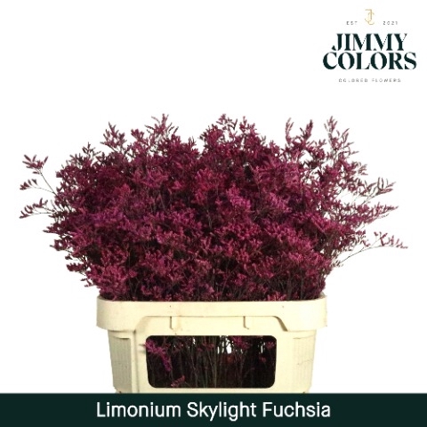 <h4>Limonium Skylight L70 Klbh. Fuchsia</h4>