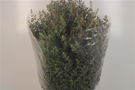 <h4>Eucalyptus Parvifolia Per Bunch 300 Gram Super</h4>