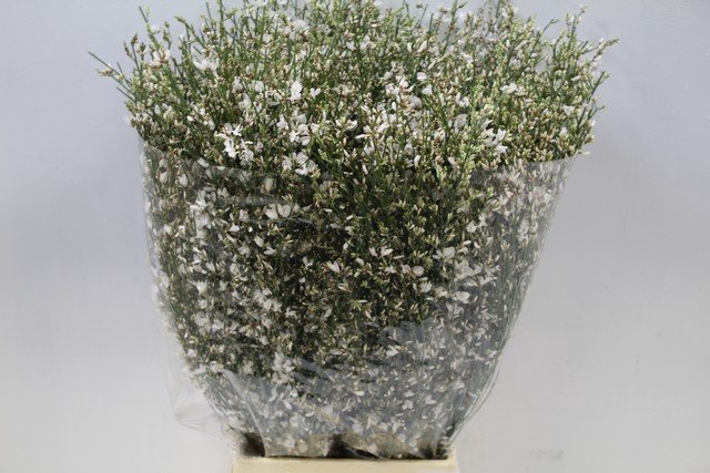 <h4>GENISTA NATURAL WHITE</h4>