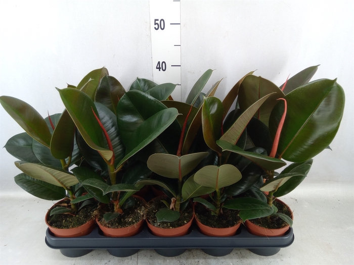 <h4>Ficus elastica 'Robusta'</h4>