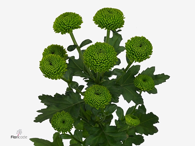 Chrysanthemum monoflor code green