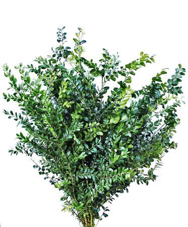 <h4>Buxus Sempervirens Verde</h4>