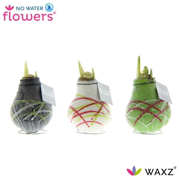<h4>No Water Flowers Waxz® Art Picasso</h4>