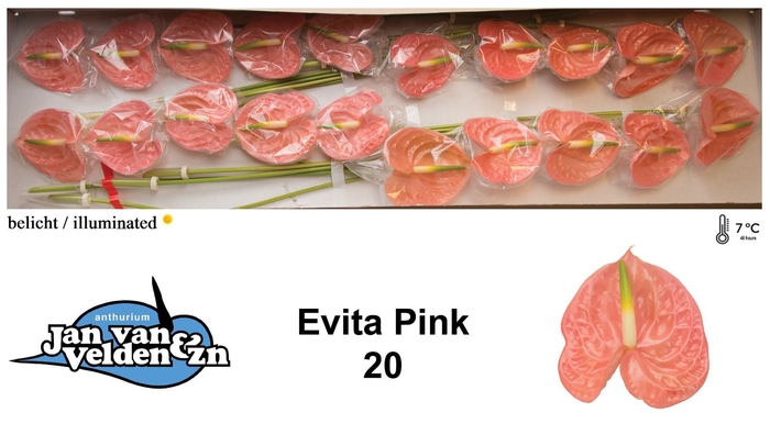 <h4>Anth Evita Pink</h4>