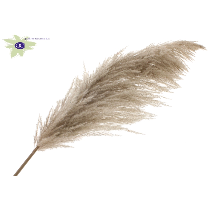 <h4>Pampas Grass ± 175cm p/pc in poly Natural</h4>