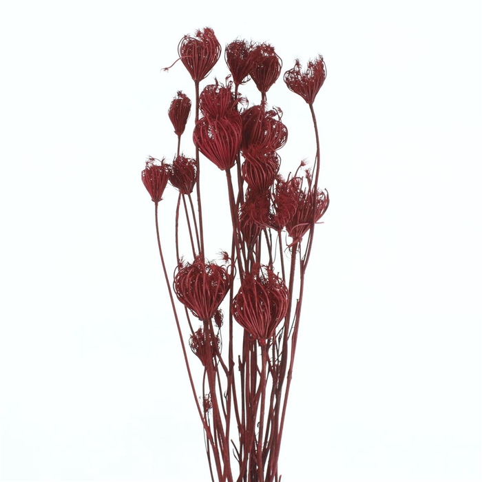 Dried Finocchio Red P Bunch
