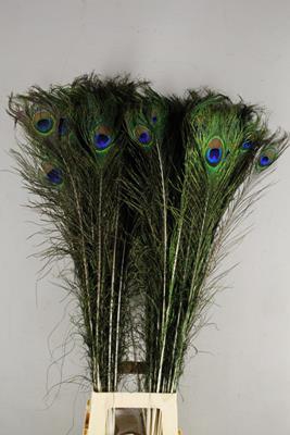 <h4>Feather Peacock</h4>