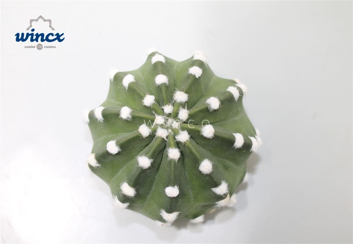 Cactus Subdenudata Cutflower Wincx-10cm