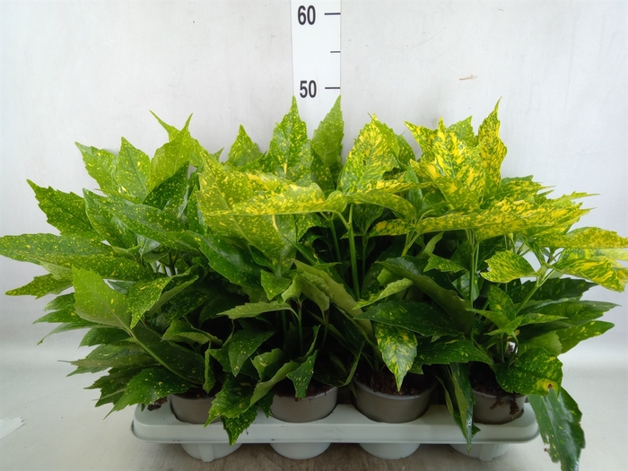 <h4>Aucuba japonica 'Variegata'</h4>
