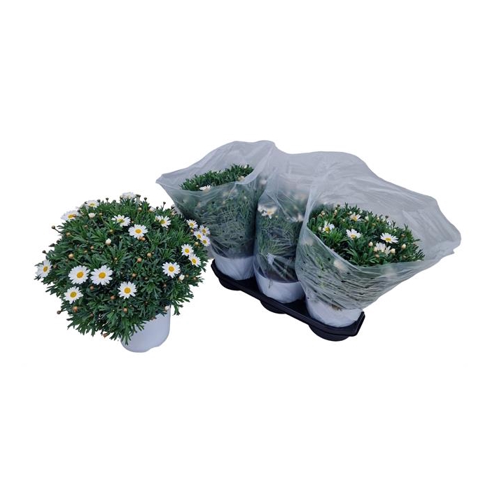 <h4>Argyranthemum frutescens Stella 2000 19Ø 40cm</h4>