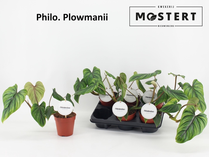 <h4>Philodendron overig</h4>