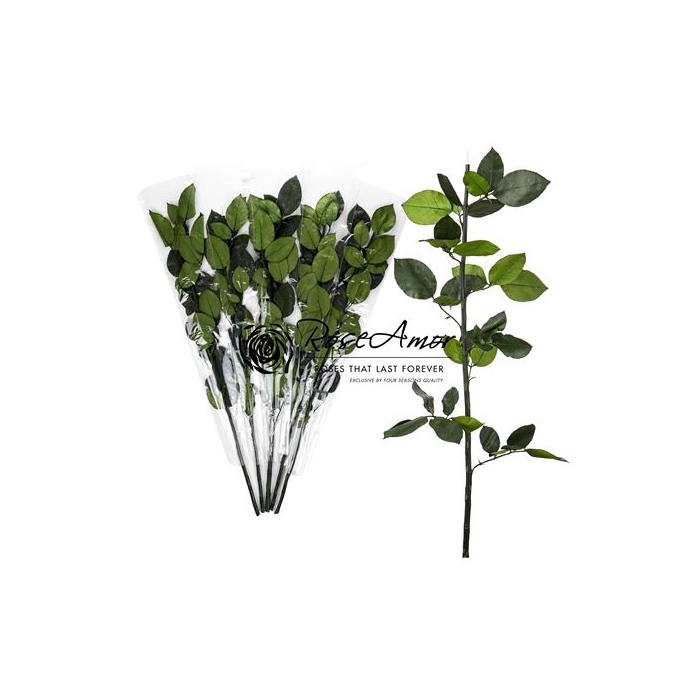 <h4>50cm Green Stem Without Head</h4>