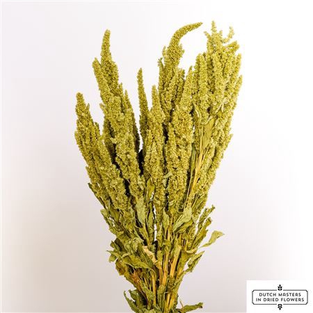 <h4>Dried Amaranthus Green Bunch</h4>