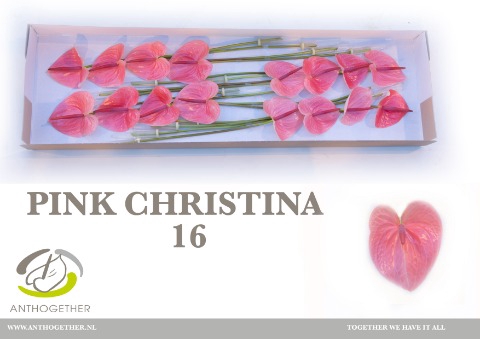 <h4>Anthurium Pink Christina</h4>