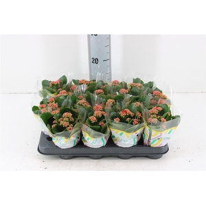 Kalanchoe Double Red P8