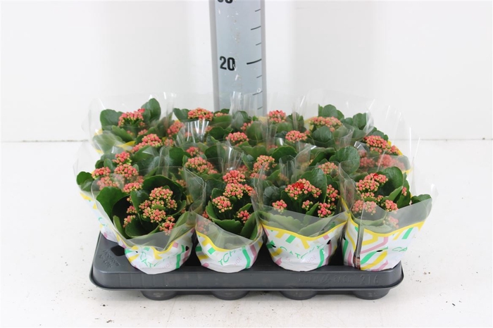 <h4>Kalanchoe Double Red P8</h4>