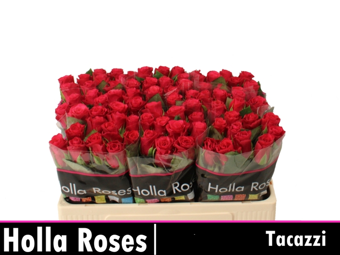<h4>Rosa la tacazzi+</h4>