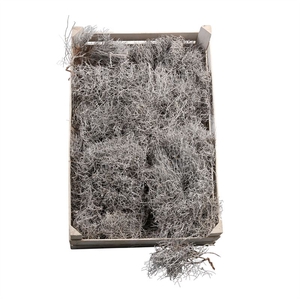 IRON GRASS WHITE FROSTED
