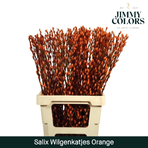 <h4>Salix paint pussy willow orange</h4>