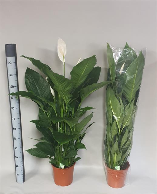 Spathiphyllum Sebastiano 24Ø 130cm 3fl