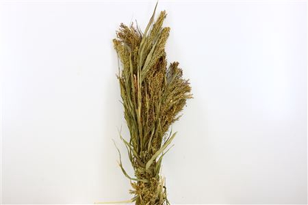 <h4>Dried Panicum Grass Bunch</h4>