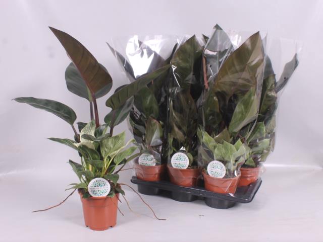 Philodendron Imperial Red 17Ø 65cm