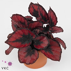 Begonia rex Red Kiss 12cm