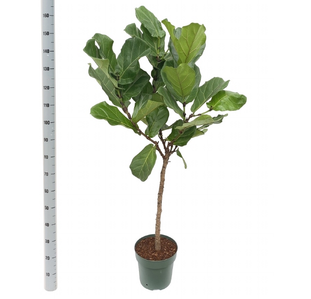 Ficus Lyrata 27Ø 160cm 1pp
