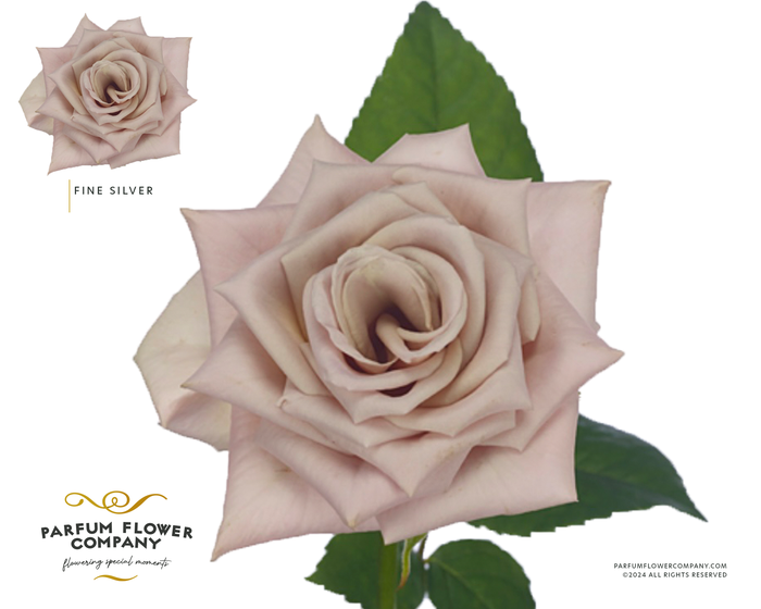 <h4>Rosa Garden Fine Silver</h4>