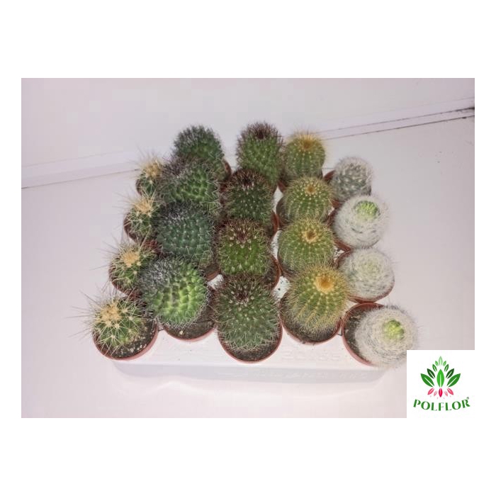 <h4>Cactus mix 5,5Ø 8cm</h4>