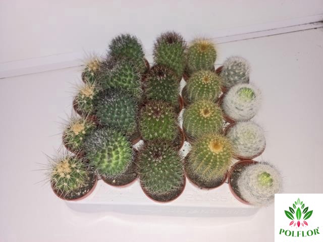 Cactus mix 5,5Ø 8cm