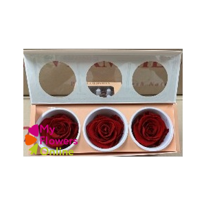 Rose Eternelles Monalisa Rouge x 3 - 5.5cm
