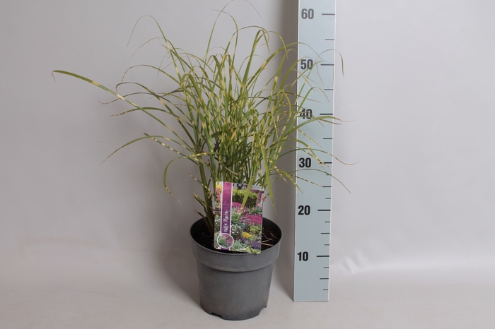 vaste planten 19 cm  Miscanthus Zebrinus